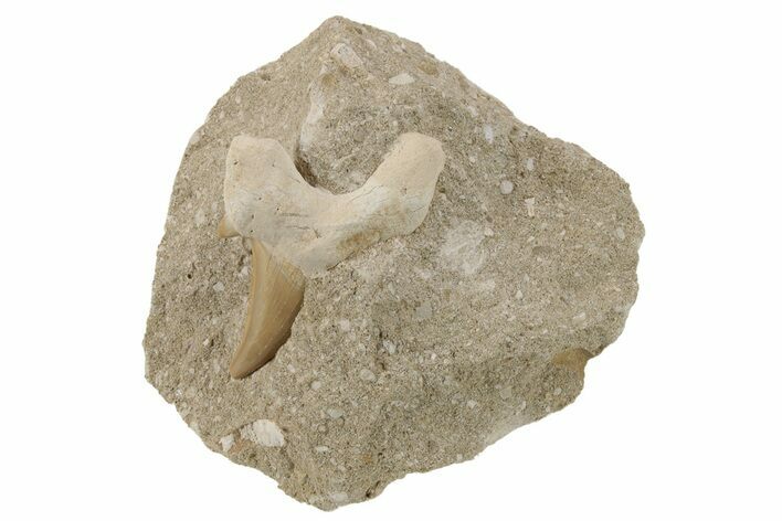 Otodus Shark Tooth Fossil in Rock - Eocene #230916